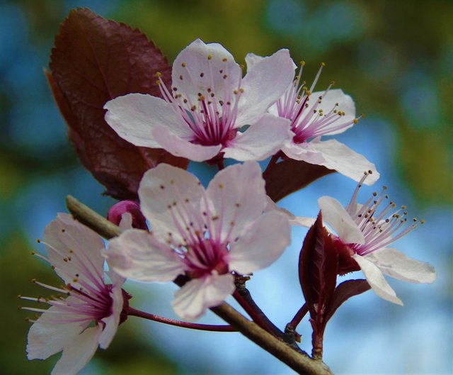 fleurs (2).JPG