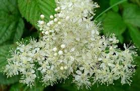 filipendula1.jpg