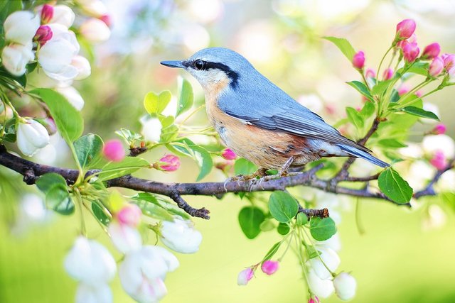 spring-bird-2295431_960_720.jpg