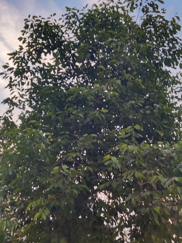 1000035171.jpg