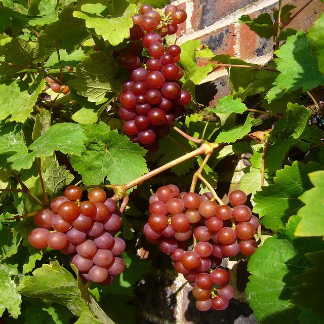 red-grapes-69810_960_720.jpg