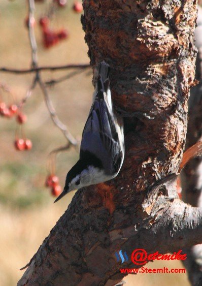 White-breasted Nuthatch PFW07.jpg