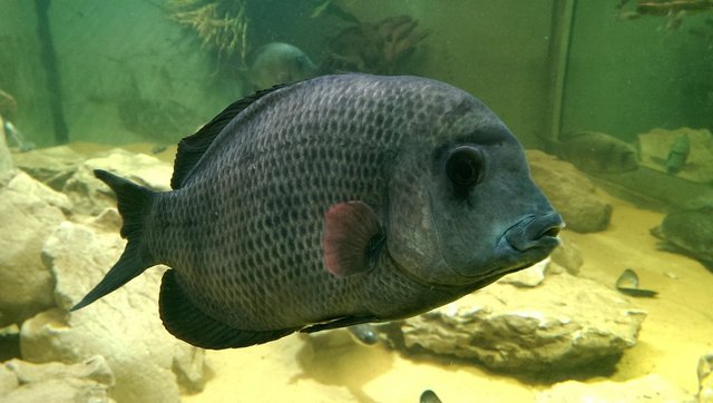 fish-511367_1280.jpg