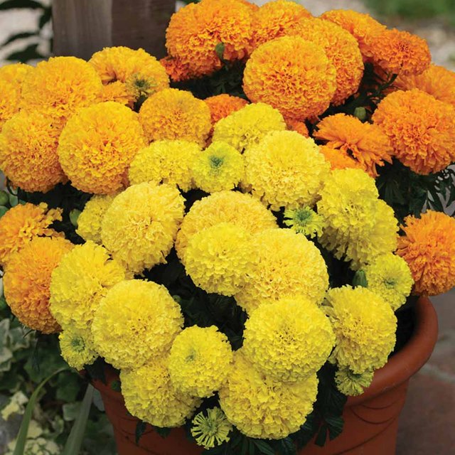 marigold.jpg