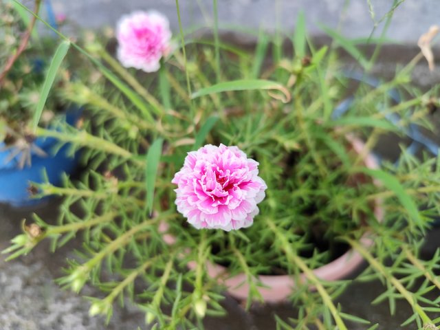 IMG_20250619_121637.jpg