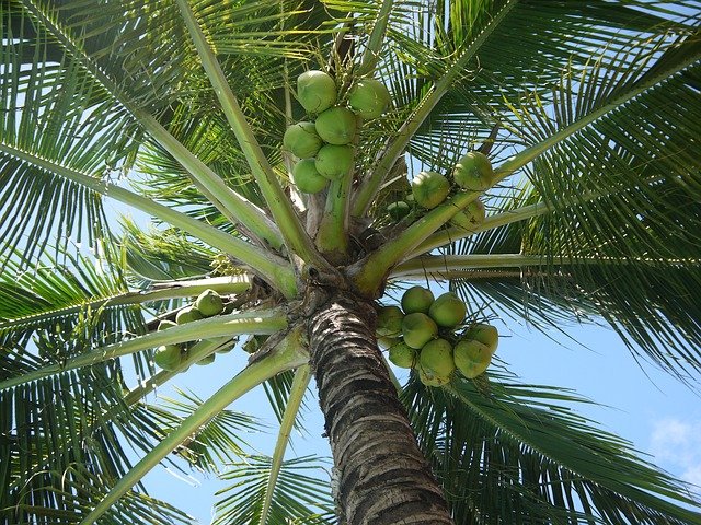 coconut-322424_640.jpg