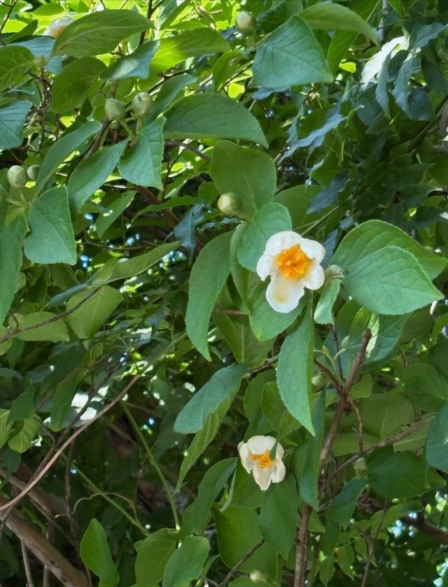 IMG_20250706_161326.jpg