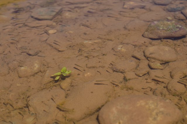 The little group of minnows in dirty green river.JPG