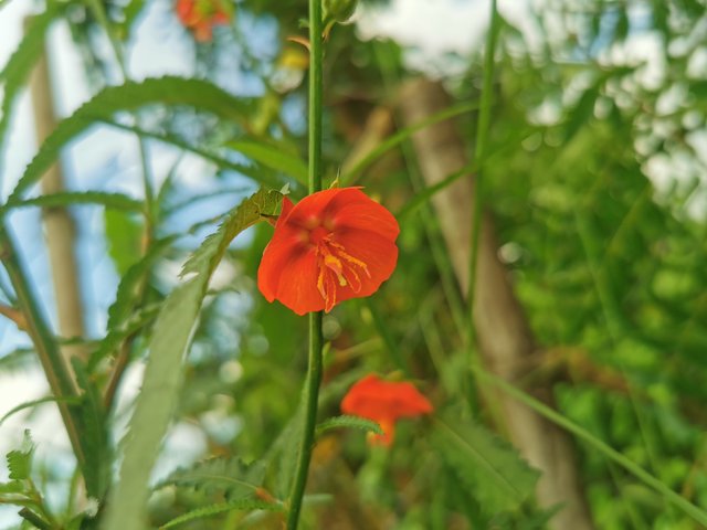 IMG_20240924_155027.jpg
