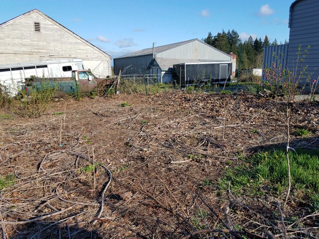 before-foodforest.jpg