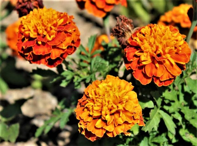 marigolds (2).jpg