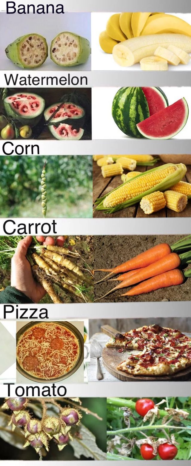 Fruit-before-and-after-selective-breeding.jpg