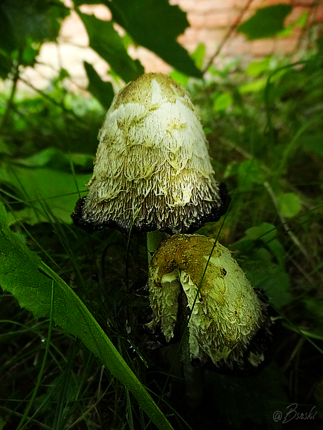 1spDSC09671.png