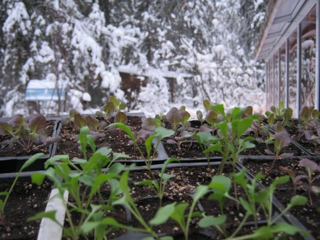 close up young seedlings with snowy scene behind.JPG