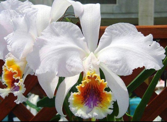 Hermosa Cattleya.jpg