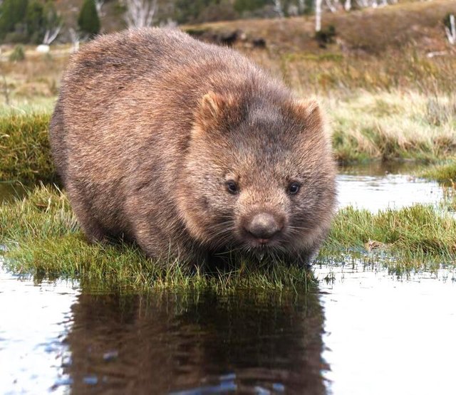 wombat-wasser (1).jpg