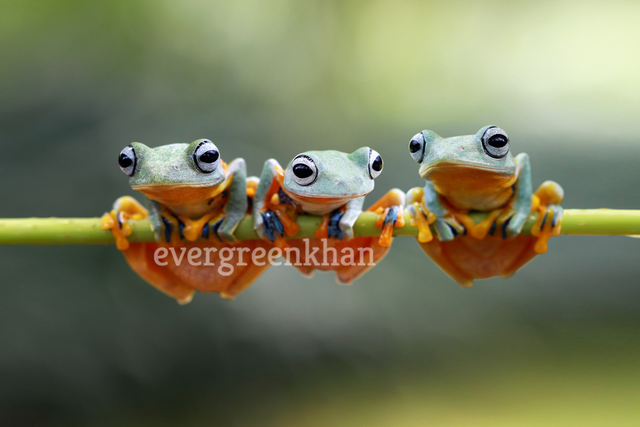 three flying frogs on a branch.png