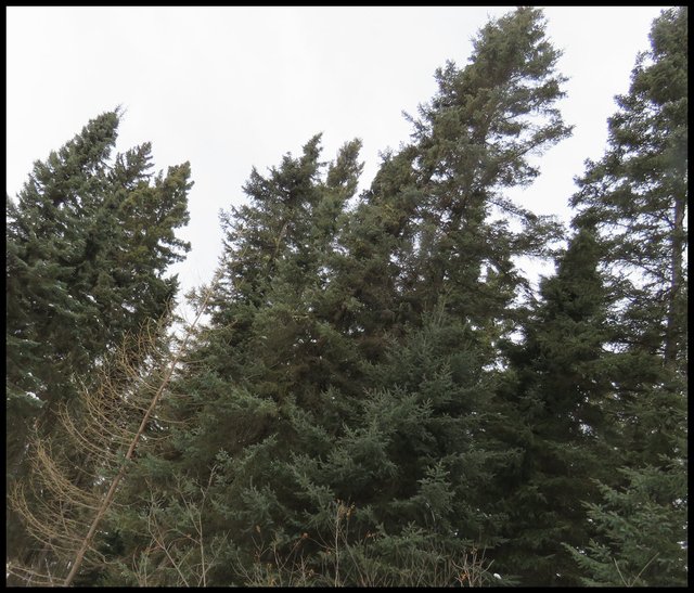 line of evergreen spruce with 1 bare tamarack.JPG
