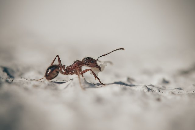 ants-gad16ea7be_1920.jpg