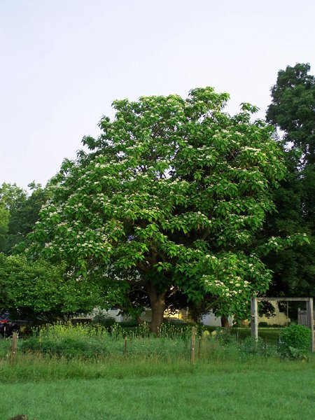 Catalpa crop June 2019.jpg