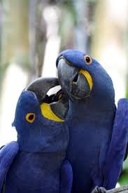 blue macaw.jfif