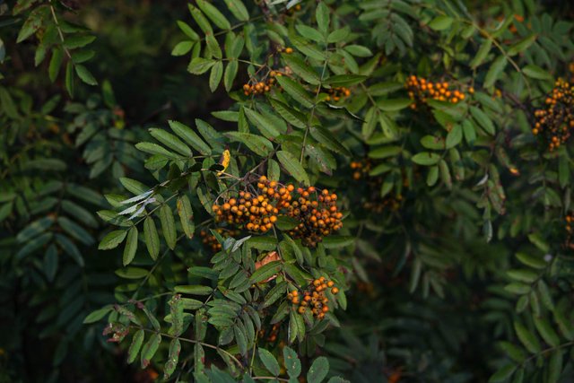 DSC01174.jpg