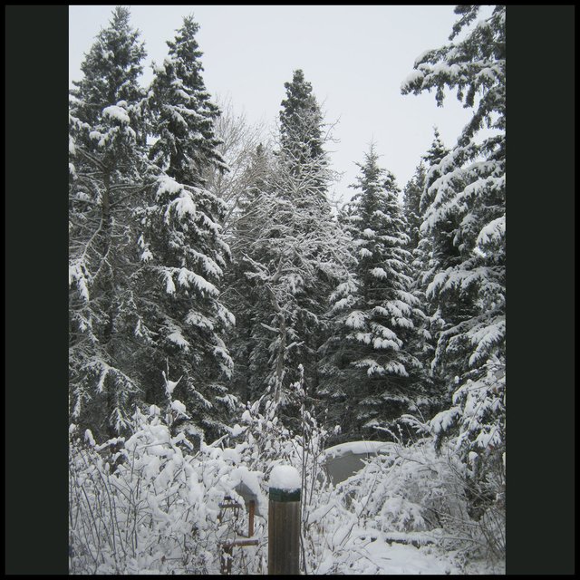 scene from deck with heavy snow on trees and greenhouse.JPG