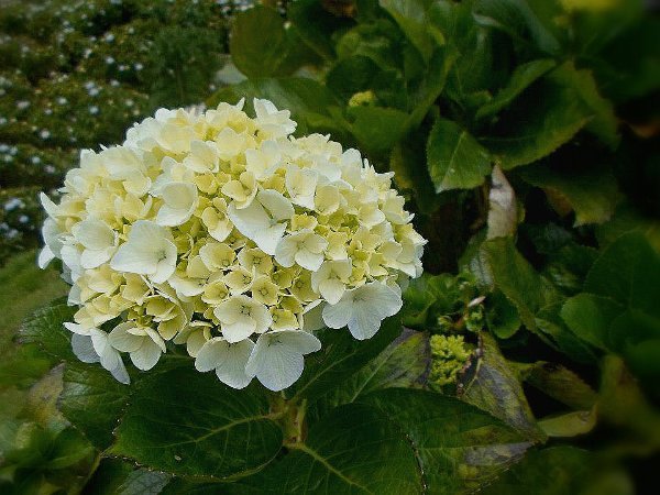 El idioma de las flores – Hortensias — Steemit