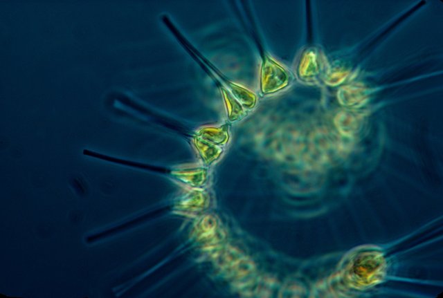 phytoplankton-1348508_1920.jpg