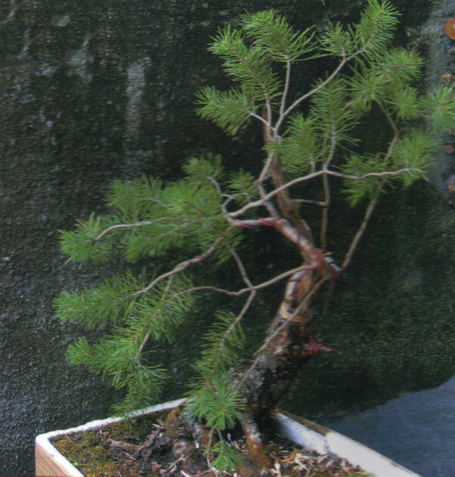 mi-bonsai-7.jpg