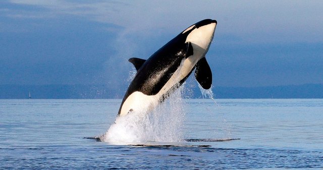 informacion-basica-sobre-las-orcas.jpg