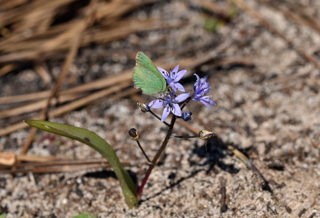 Green hairstreak wild hyacinth Scilla monophyllos 1.jpg