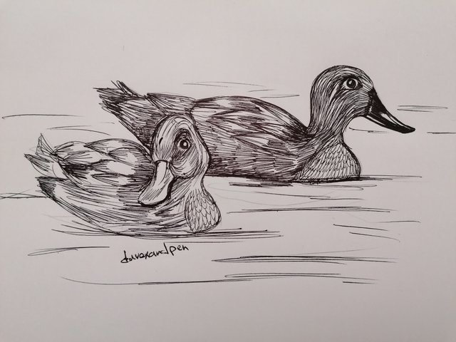 picture Outline Duck Pencil Drawing duck couple ink and pencil drawing