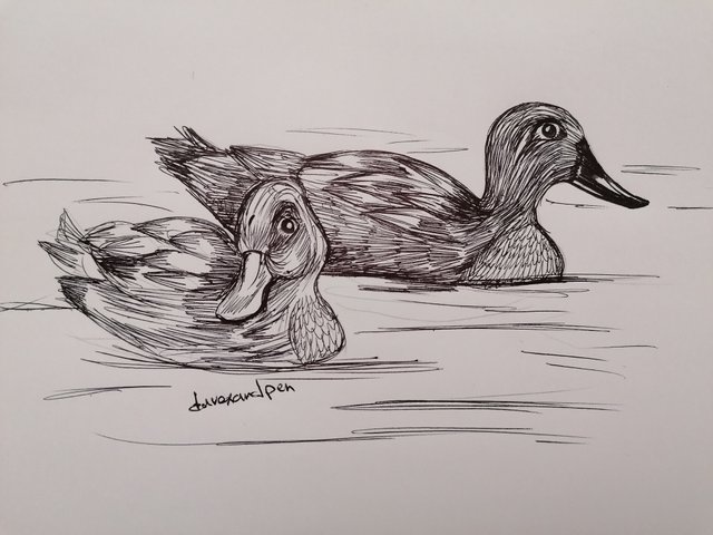 duck pen (8).jpg