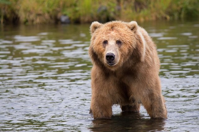 kodiak-brown-bear-adult-portrait-wildlife-158109.jpeg