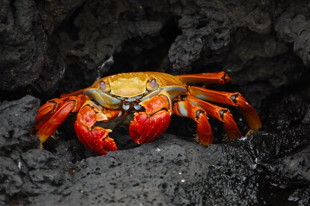 animal-crab-creature-76966.jpg