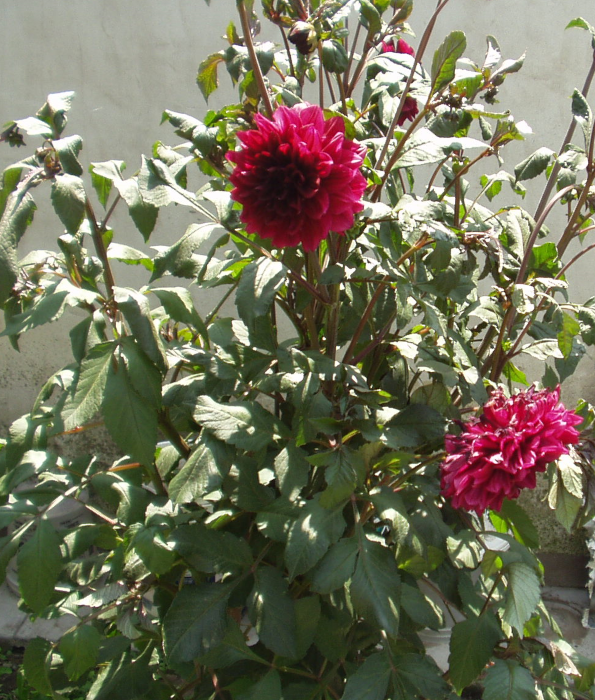 El Mundo de Skizzo: La dalia es una planta muy útil y se encuentra entre  las flores que requieren de menos mantenimiento.