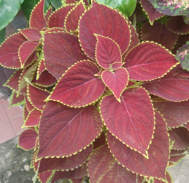 1Coleus.JPG