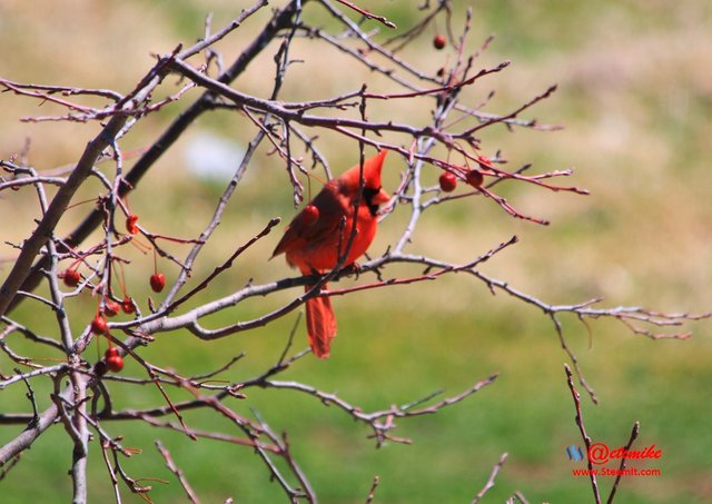 Northern Cardinal PFW21-0059.JPG