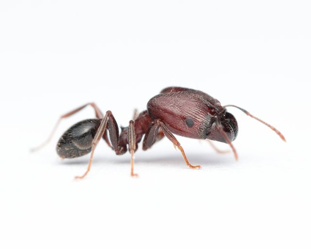 Pheidole crassinoda_000002_Insta.jpg