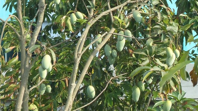 Mango_tree_with_a_lot_of_mangoes_of_Khulna,_Bangladesh.JPG