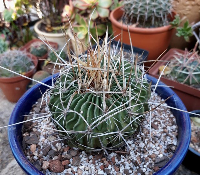 stenocactus1.jpg