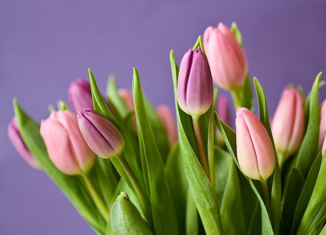 tulips-320151_1920.jpg