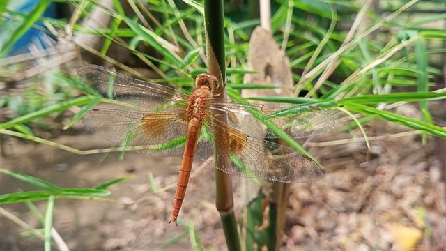 IMG20250328134141.jpg