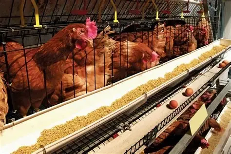 chicks.webp