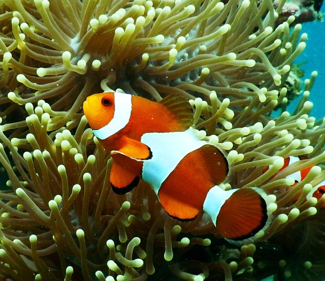 Clown Fish.jpg