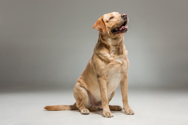 labrador-retrieve.jpg