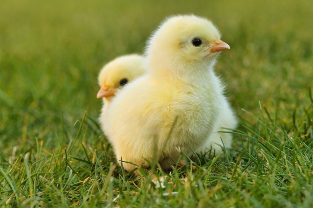 chicks-5014152_1280.jpg