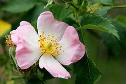 250px-Wild_rose_flower.jpg