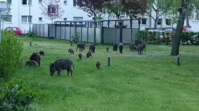 wild boar video Berlin-Spandau.jpg